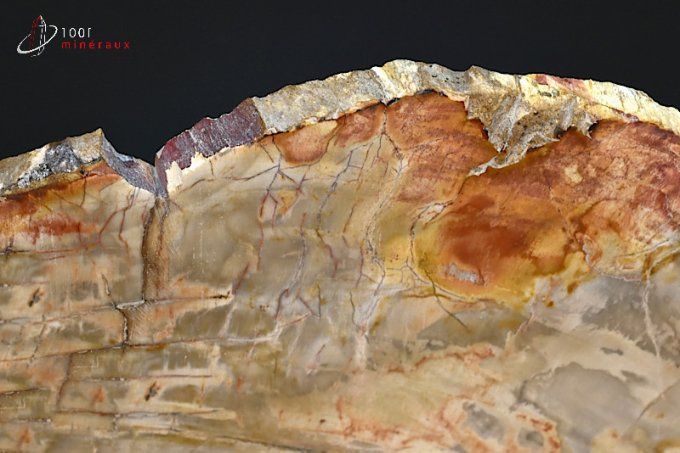 tranche de bois silicifie fossile