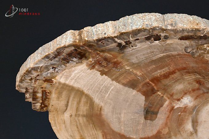 tranche de bois silicifie fossile