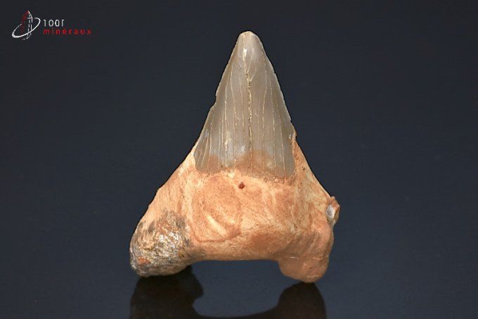 dent de requin fossile lamna otudus