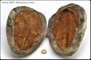 Trilobite Cambropallas - Maroc - Fossiles 18.5 cm / 3950g / AG817