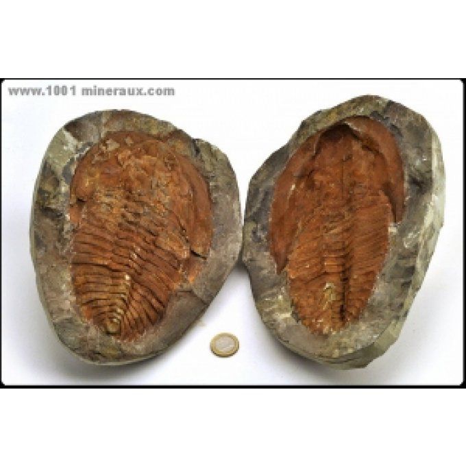 Trilobite Cambropallas - Maroc - Fossiles 18.5 cm / 3950g / AG817