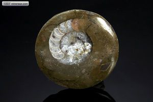 Goniatite sciée - Maroc - Fossiles 4,6 cm / 26g / AN134