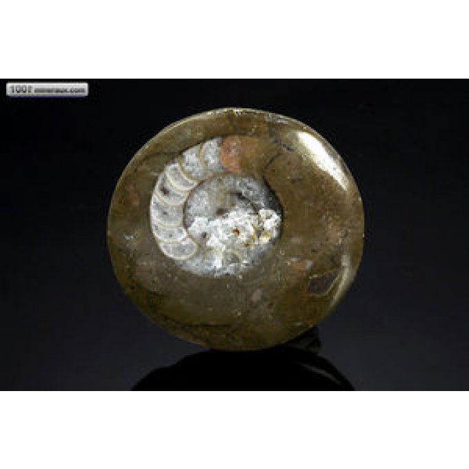 Goniatite sciée - Maroc - Fossiles 4,6 cm / 26g / AN134