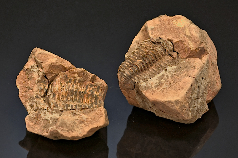 Trilobite Calymène en nodule