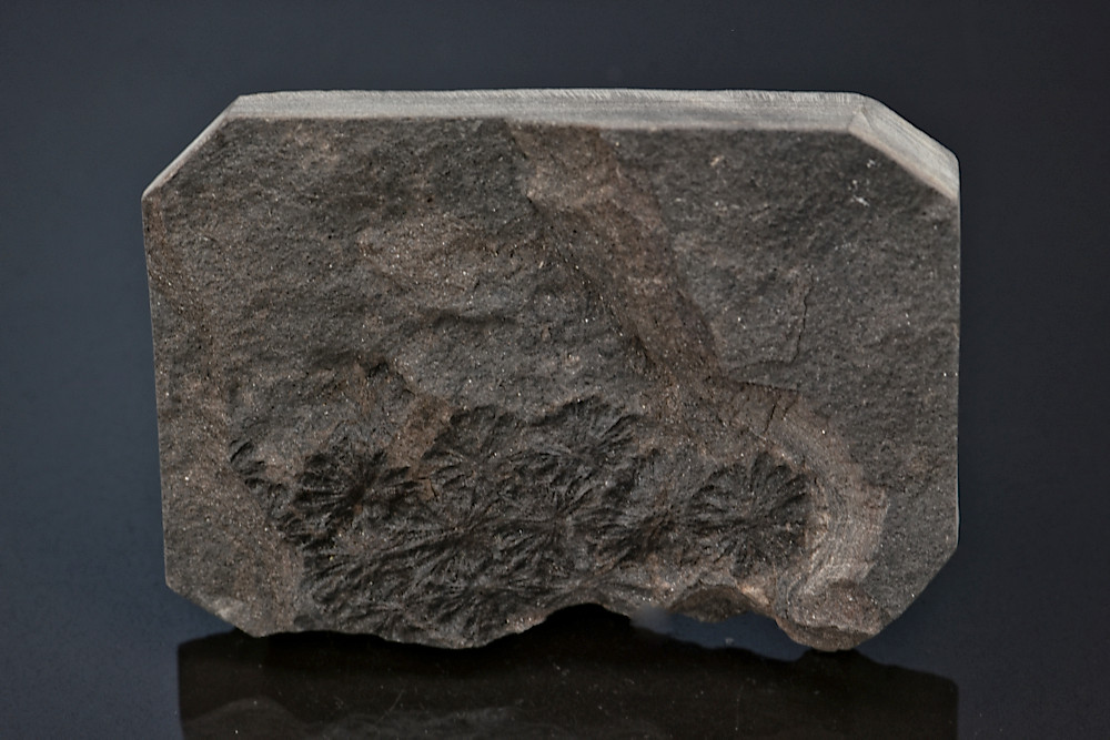 Sphenophyllum