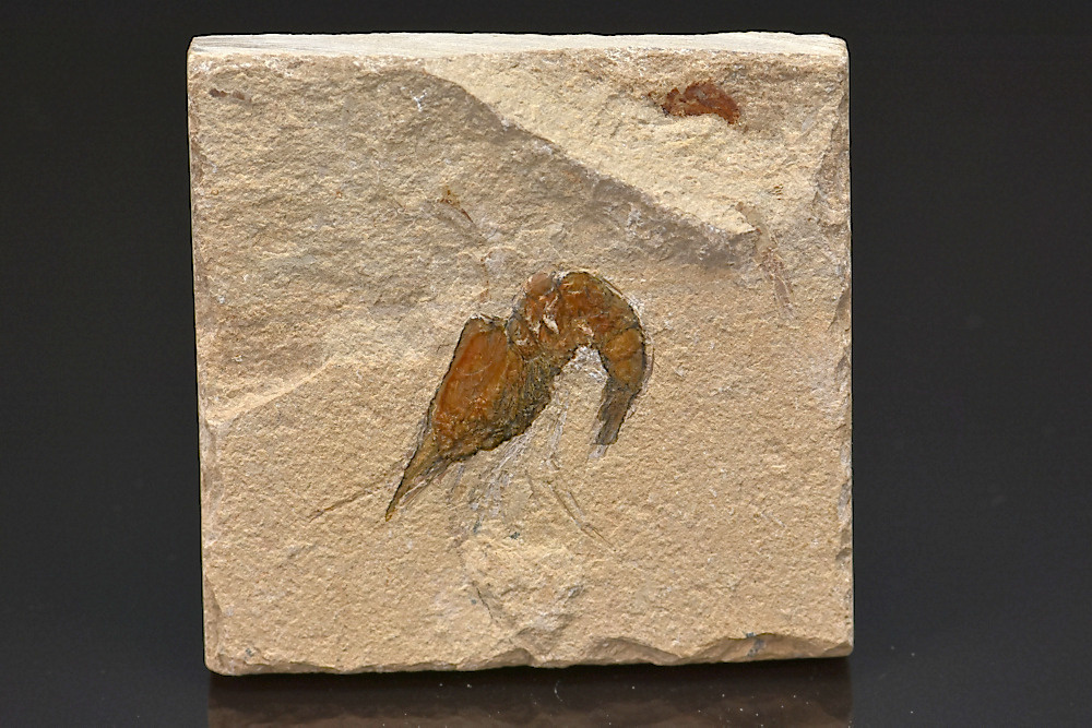 Crevette Carpopenaeus callirostris