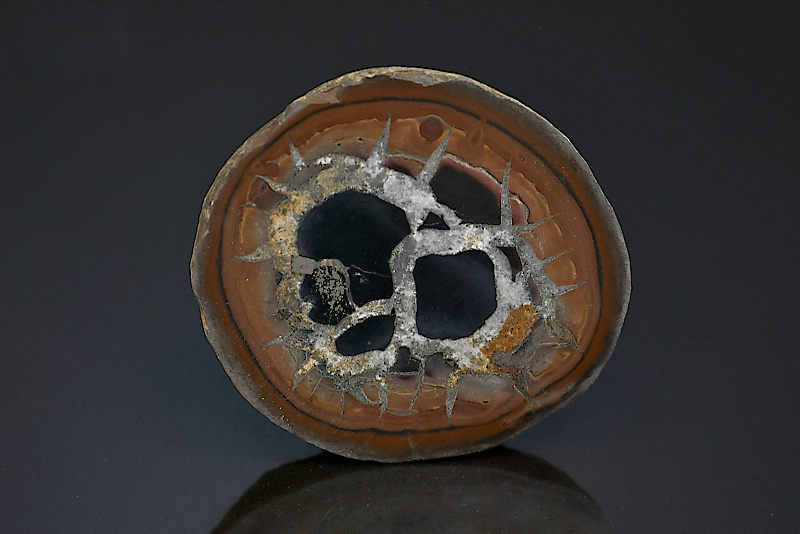 Septaria sciée polie