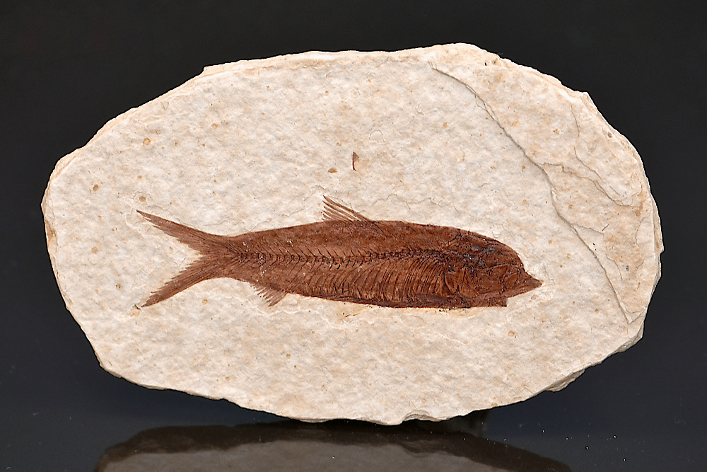 Poisson fossile Knightia