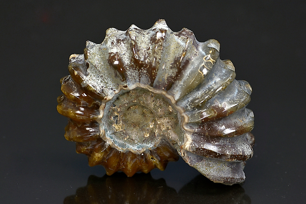 Ammonite fossile Douvilleiceras mammillatum