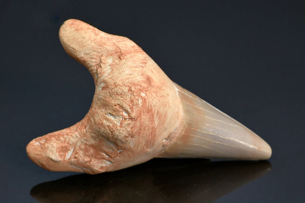 Dent de requin fossile Lamna otudus