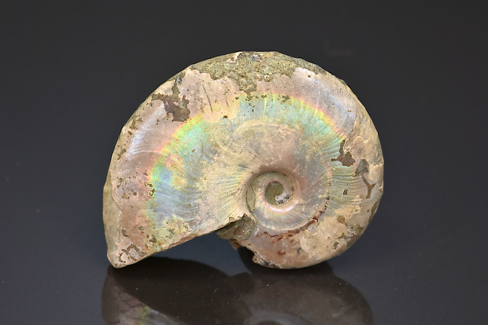 Ammonite Cleoniceras irisée 