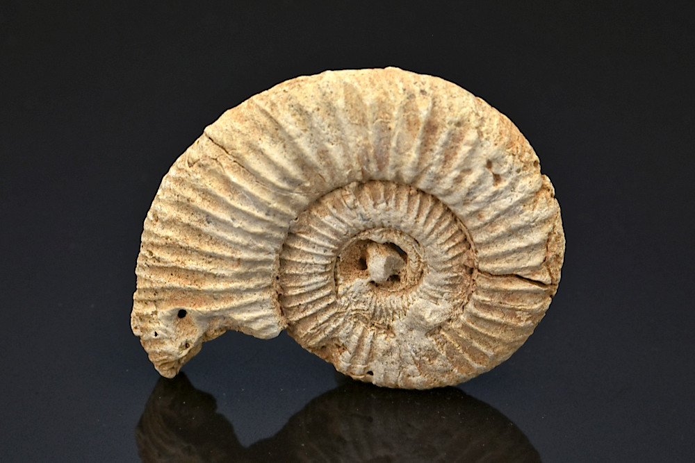 Ammonite perisphinctes