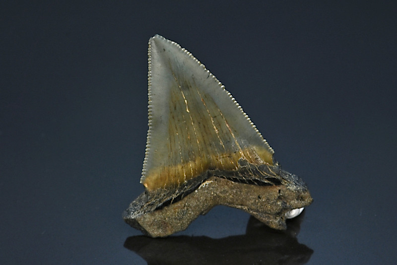Dent de Mégalodon fossile Otudus megalodon