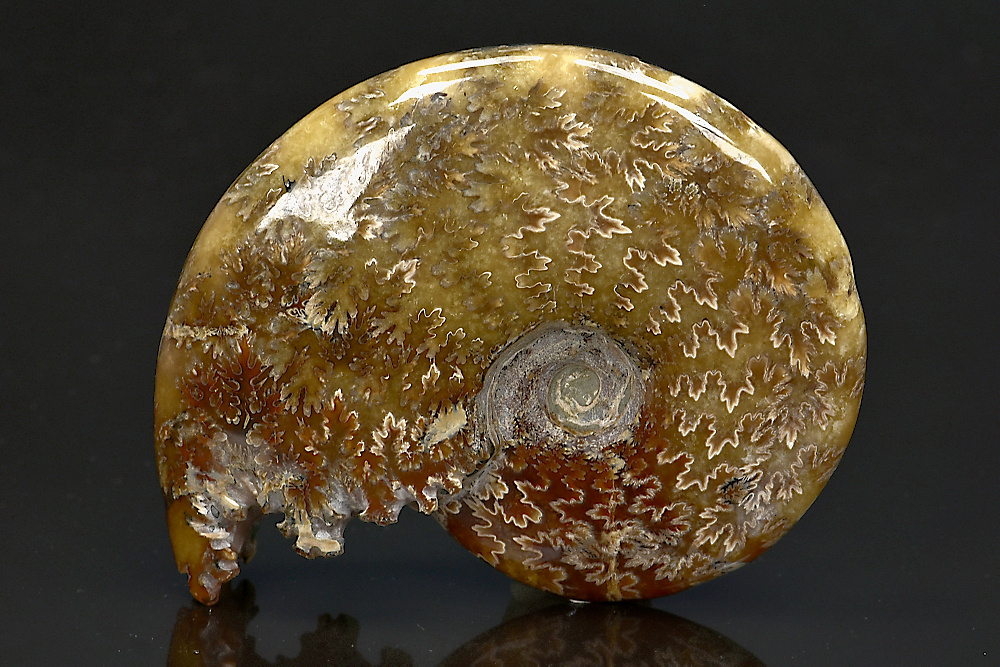 Nautile fossile poli