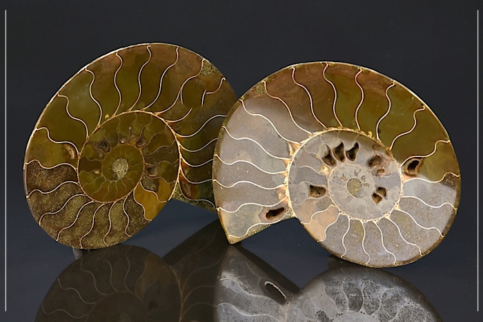Grande Ammonite Cleoniceras sciée