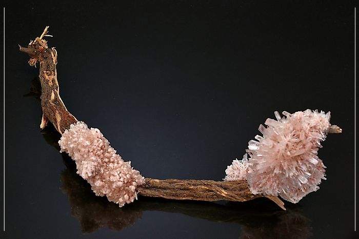 Gypse rose cristallisé sur bois